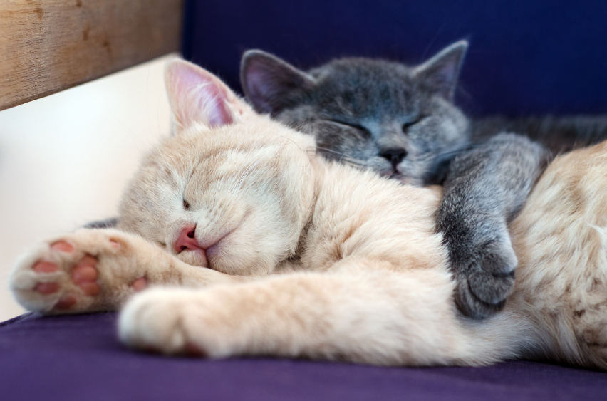 Cats Sleeping