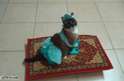 Cat Dressed as Jasmin