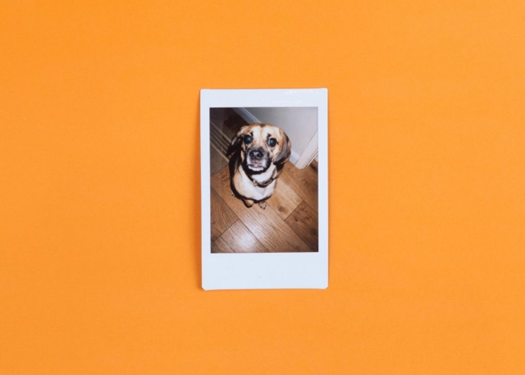 Polaroid picture of a dog on orange background