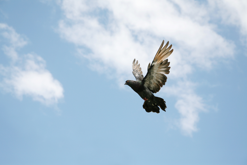 Beautiful bird flying